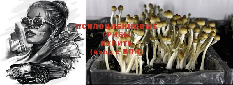 mega как зайти  Алексин  Псилоцибиновые грибы Psilocybe 